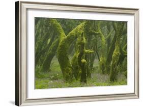 Laurisilva Forest, Laurus Azorica Among Other Trees, Garajonay Np, La Gomera, Canary Islands, Spain-Relanzón-Framed Photographic Print