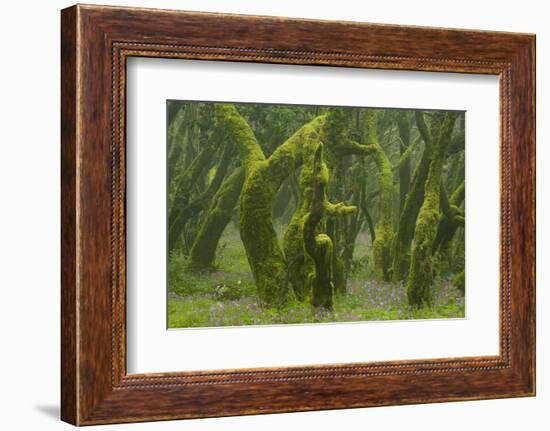 Laurisilva Forest, Laurus Azorica Among Other Trees, Garajonay Np, La Gomera, Canary Islands, Spain-Relanzón-Framed Photographic Print