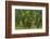 Laurisilva Forest, Laurus Azorica Among Other Trees, Garajonay Np, La Gomera, Canary Islands, Spain-Relanzón-Framed Photographic Print