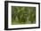 Laurisilva Forest, Laurus Azorica Among Other Trees, Garajonay Np, La Gomera, Canary Islands, Spain-Relanzón-Framed Photographic Print