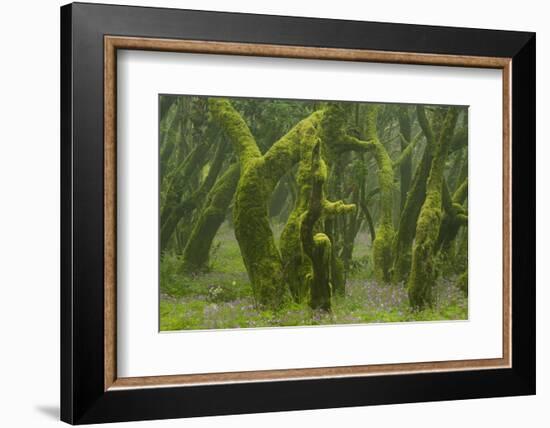 Laurisilva Forest, Laurus Azorica Among Other Trees, Garajonay Np, La Gomera, Canary Islands, Spain-Relanzón-Framed Photographic Print