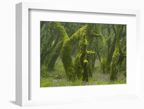 Laurisilva Forest, Laurus Azorica Among Other Trees, Garajonay Np, La Gomera, Canary Islands, Spain-Relanzón-Framed Photographic Print