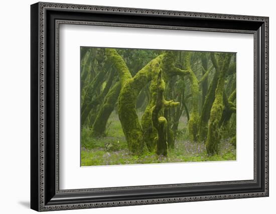 Laurisilva Forest, Laurus Azorica Among Other Trees, Garajonay Np, La Gomera, Canary Islands, Spain-Relanzón-Framed Photographic Print