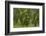 Laurisilva Forest, Laurus Azorica Among Other Trees, Garajonay Np, La Gomera, Canary Islands, Spain-Relanzón-Framed Photographic Print