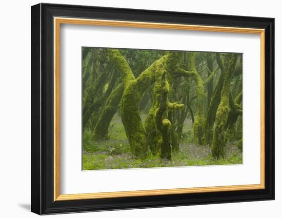 Laurisilva Forest, Laurus Azorica Among Other Trees, Garajonay Np, La Gomera, Canary Islands, Spain-Relanzón-Framed Photographic Print