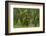 Laurisilva Forest, Laurus Azorica Among Other Trees, Garajonay Np, La Gomera, Canary Islands, Spain-Relanzón-Framed Photographic Print