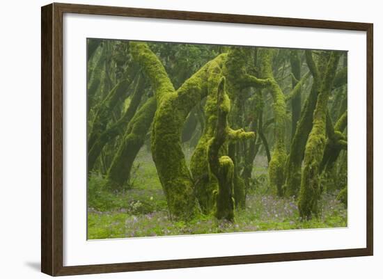 Laurisilva Forest, Laurus Azorica Among Other Trees, Garajonay Np, La Gomera, Canary Islands, Spain-Relanzón-Framed Photographic Print