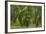 Laurisilva Forest, Laurus Azorica Among Other Trees, Garajonay Np, La Gomera, Canary Islands, Spain-Relanzón-Framed Photographic Print
