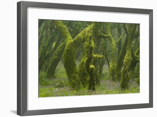 Laurisilva Forest, Laurus Azorica Among Other Trees, Garajonay Np, La Gomera, Canary Islands, Spain-Relanzón-Framed Photographic Print