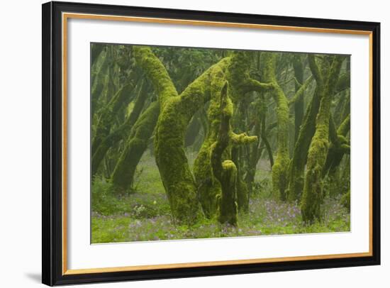 Laurisilva Forest, Laurus Azorica Among Other Trees, Garajonay Np, La Gomera, Canary Islands, Spain-Relanzón-Framed Photographic Print