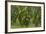 Laurisilva Forest, Laurus Azorica Among Other Trees, Garajonay Np, La Gomera, Canary Islands, Spain-Relanzón-Framed Photographic Print