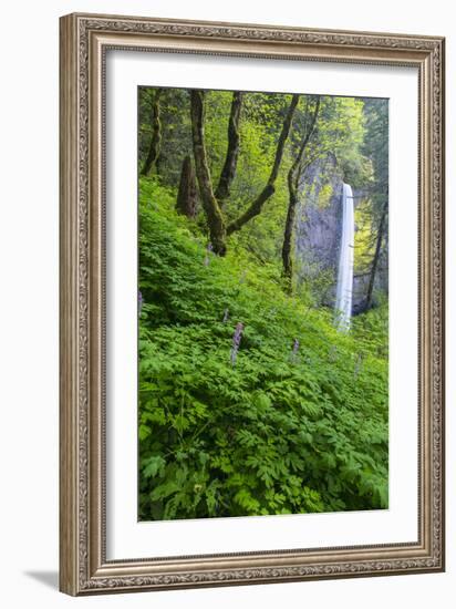 Lautorell Falls in the Columbia Gorge, Oregon, USA-Chuck Haney-Framed Photographic Print