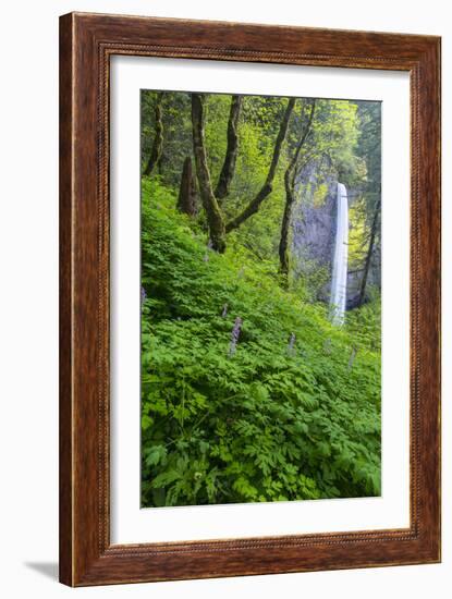 Lautorell Falls in the Columbia Gorge, Oregon, USA-Chuck Haney-Framed Photographic Print
