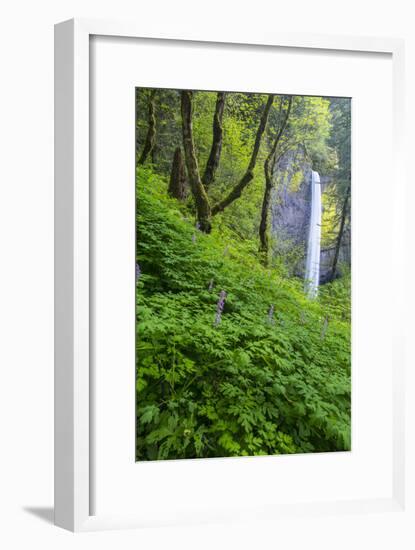 Lautorell Falls in the Columbia Gorge, Oregon, USA-Chuck Haney-Framed Photographic Print