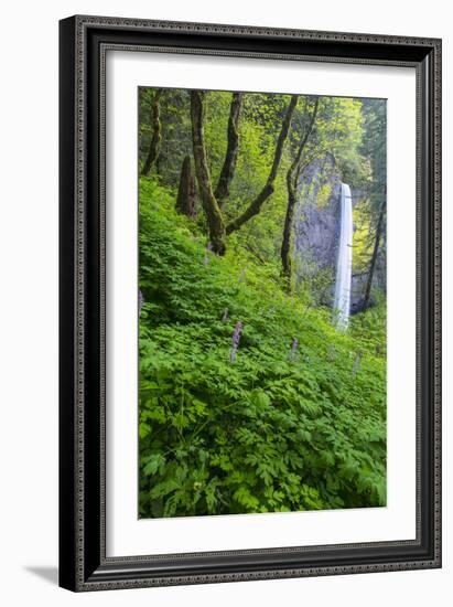 Lautorell Falls in the Columbia Gorge, Oregon, USA-Chuck Haney-Framed Photographic Print