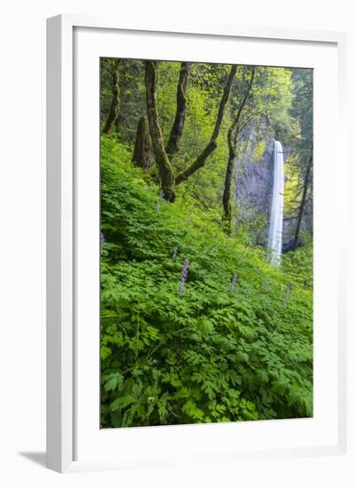 Lautorell Falls in the Columbia Gorge, Oregon, USA-Chuck Haney-Framed Photographic Print