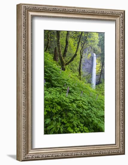 Lautorell Falls in the Columbia Gorge, Oregon, USA-Chuck Haney-Framed Photographic Print