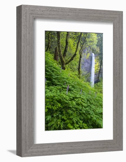 Lautorell Falls in the Columbia Gorge, Oregon, USA-Chuck Haney-Framed Photographic Print