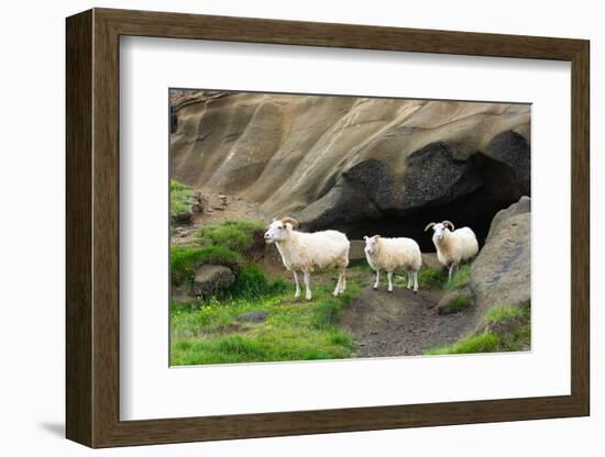 Lava Cave Laugardalur, Sheep-Catharina Lux-Framed Photographic Print