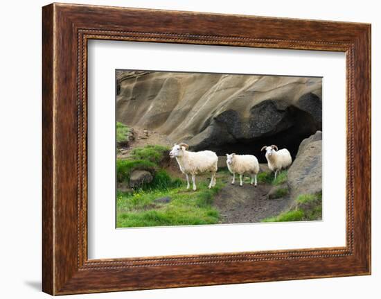 Lava Cave Laugardalur, Sheep-Catharina Lux-Framed Photographic Print