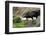 Lava Cave Laugardalur, Sheep-Catharina Lux-Framed Photographic Print