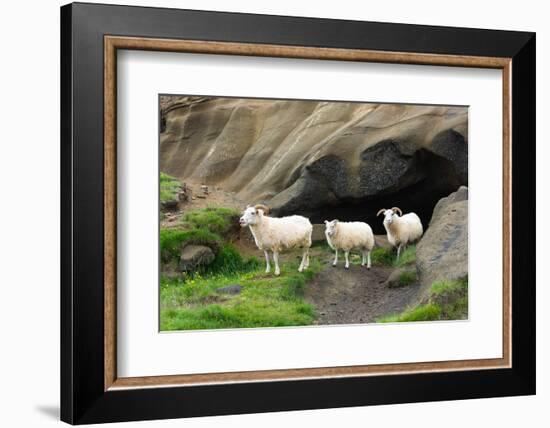 Lava Cave Laugardalur, Sheep-Catharina Lux-Framed Photographic Print