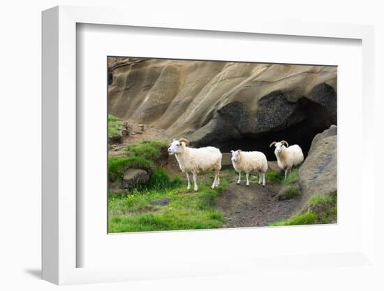 Lava Cave Laugardalur, Sheep-Catharina Lux-Framed Photographic Print