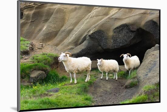 Lava Cave Laugardalur, Sheep-Catharina Lux-Mounted Photographic Print
