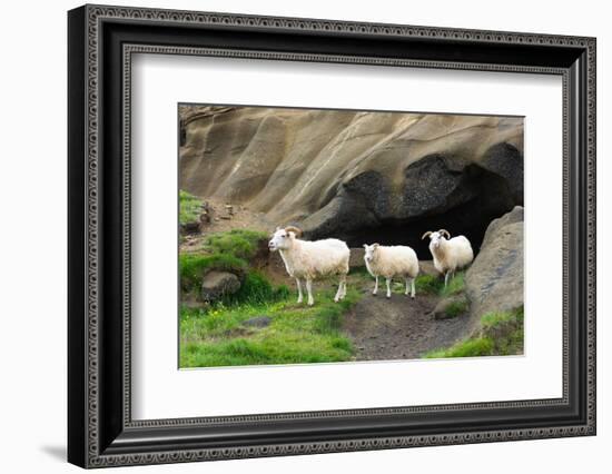 Lava Cave Laugardalur, Sheep-Catharina Lux-Framed Photographic Print