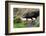 Lava Cave Laugardalur, Sheep-Catharina Lux-Framed Photographic Print