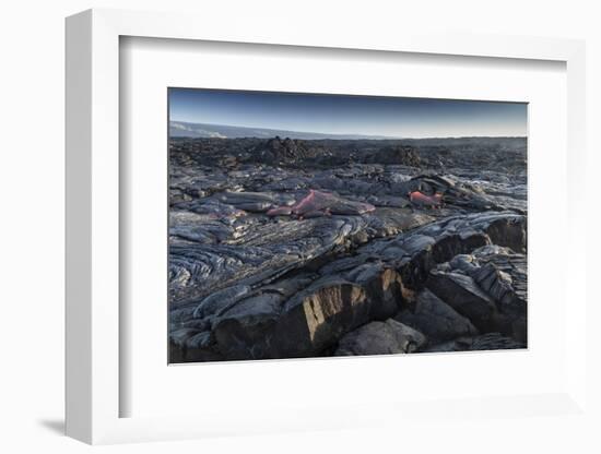 Lava field, Kalapana, Big Island, Hawaii-Maresa Pryor-Framed Photographic Print