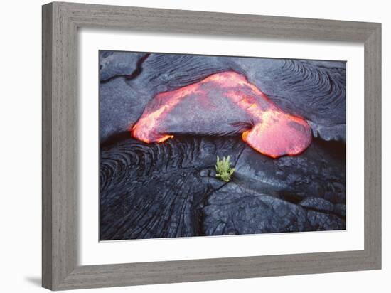 Lava Flow And Young Plant, Hawaii-Dr. Juerg Alean-Framed Photographic Print