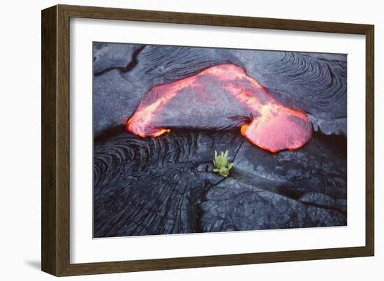 Lava Flow And Young Plant, Hawaii-Dr. Juerg Alean-Framed Photographic Print