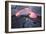 Lava Flow And Young Plant, Hawaii-Dr. Juerg Alean-Framed Photographic Print