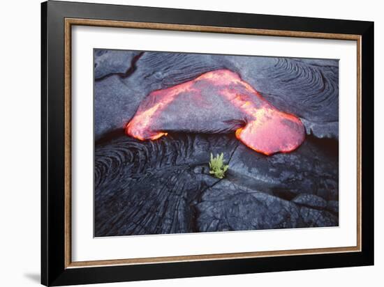 Lava Flow And Young Plant, Hawaii-Dr. Juerg Alean-Framed Photographic Print