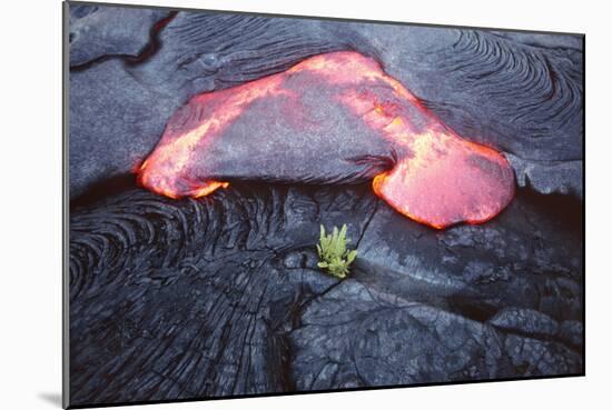 Lava Flow And Young Plant, Hawaii-Dr. Juerg Alean-Mounted Photographic Print