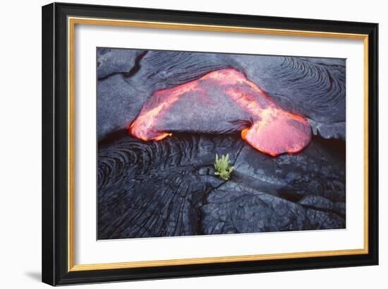 Lava Flow And Young Plant, Hawaii-Dr. Juerg Alean-Framed Photographic Print