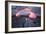 Lava Flow And Young Plant, Hawaii-Dr. Juerg Alean-Framed Photographic Print