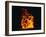 Lava Flow From Kilauea Volcano-Brad Lewis-Framed Photographic Print