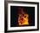 Lava Flow From Kilauea Volcano-Brad Lewis-Framed Photographic Print