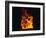 Lava Flow From Kilauea Volcano-Brad Lewis-Framed Photographic Print