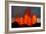 Lava Fountains at the Holuhraun Fissure Eruption Near Bardarbunga Volcano, Iceland-null-Framed Photographic Print
