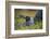 Lava gull on nest, Mosquera Islet, Galapagos, South America-Tui De Roy-Framed Photographic Print