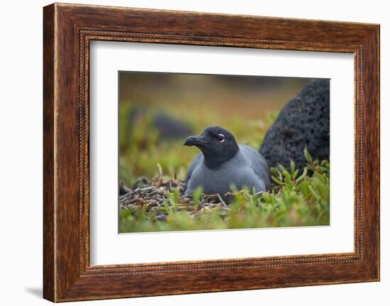 Lava gull on nest, Mosquera Islet, Galapagos, South America-Tui De Roy-Framed Photographic Print