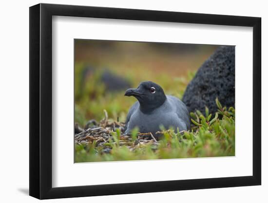 Lava gull on nest, Mosquera Islet, Galapagos, South America-Tui De Roy-Framed Photographic Print