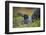Lava gull on nest, Mosquera Islet, Galapagos, South America-Tui De Roy-Framed Photographic Print