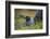 Lava gull on nest, Mosquera Islet, Galapagos, South America-Tui De Roy-Framed Photographic Print