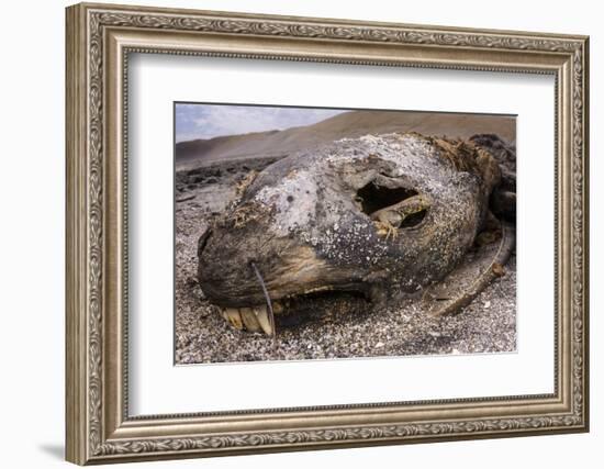 Lava lizard juvenile peering out of eye of dead sea lion. Paracas National Reserve, Peru.-Emanuele Biggi-Framed Photographic Print