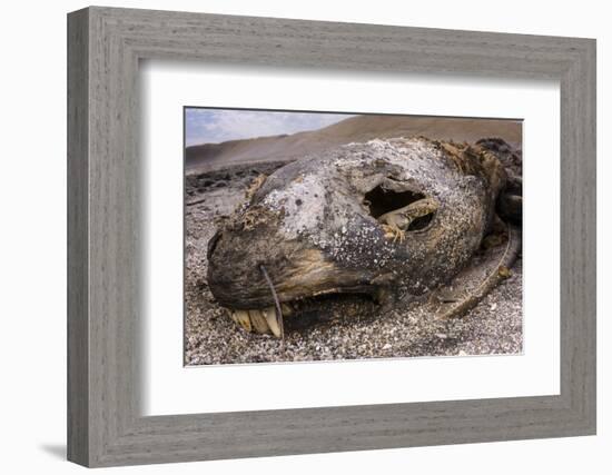 Lava lizard juvenile peering out of eye of dead sea lion. Paracas National Reserve, Peru.-Emanuele Biggi-Framed Photographic Print