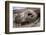 Lava lizard juvenile peering out of eye of dead sea lion. Paracas National Reserve, Peru.-Emanuele Biggi-Framed Photographic Print